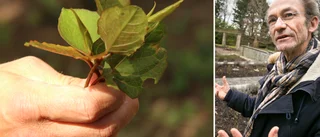 "Mardrömsväxten" sprider sig – i Botaniska trädgården har den funnits länge