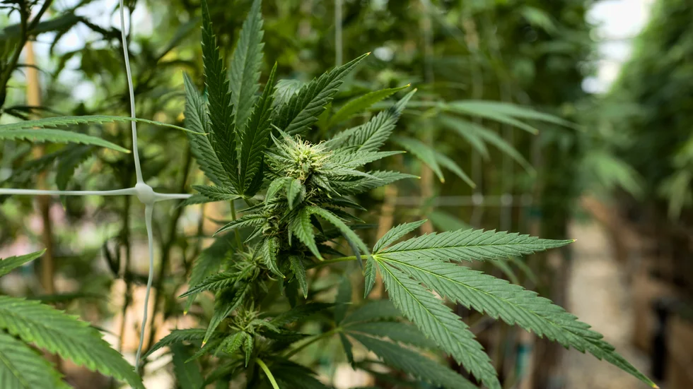 En 72-årig man har dömts för narkotikabrott sedan han odlat cannabis. 