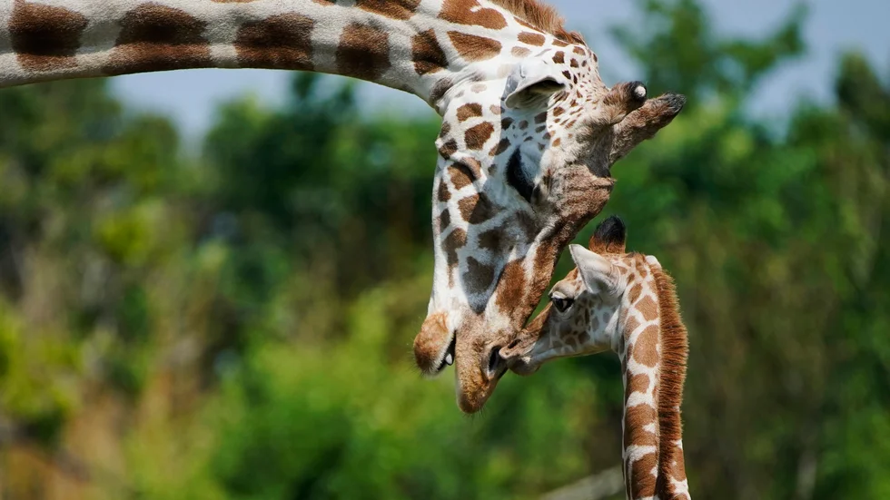 Giraffungar har fötts på Kubas nationella zoo i Havanna, där lycka över många djurfödslar råder. Arkivbilden är dock från en djurpark i USA.