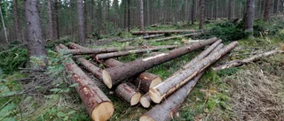 För skogens bästa – minska statens klåfingrighet