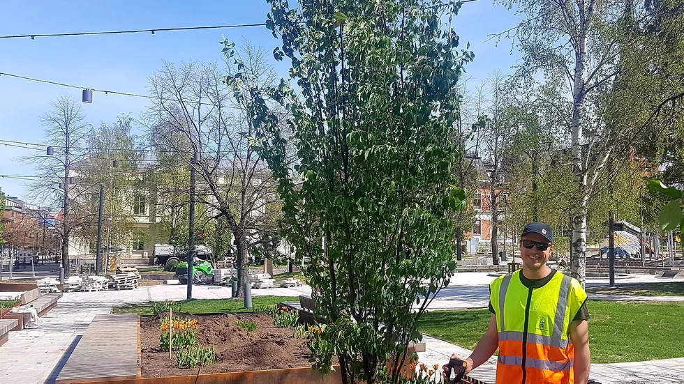 Landskapsarkitekten Viktor Wäppling var med och planterade de nya körsbärsträden i stadsparken. Förhoppningen är att träden ska skapa en inbjudande entré från Storgatan sett, inte minst lär det bli praktfullt vid blomningen på våren.