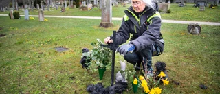 Rådjuren orsakar förödelse på kyrkogården – "Helt galna"