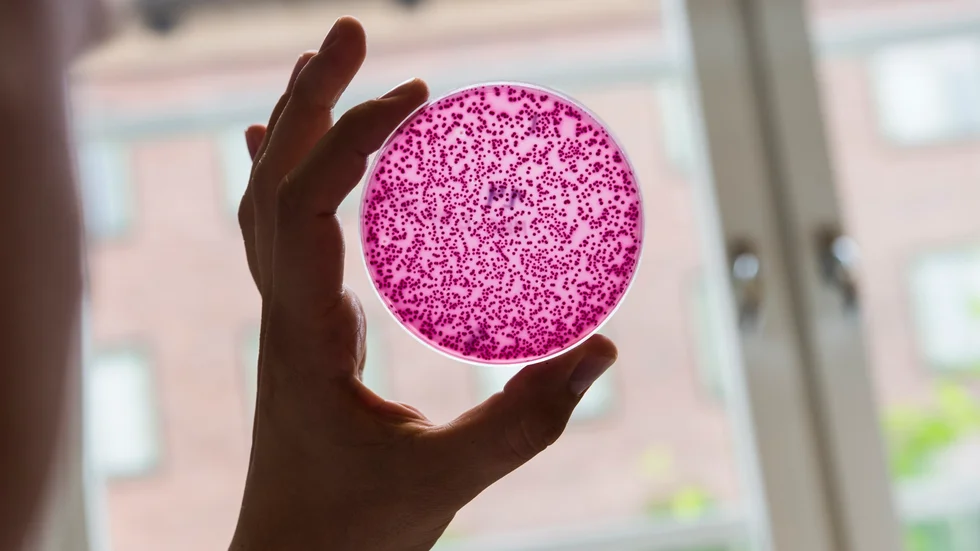 Odlingsplatta med bakterier, varav några är resistenta mot antibiotika. 