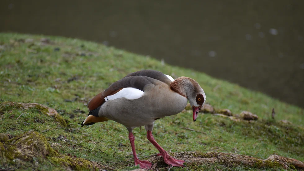 Nilgåsen är en invasiv art som ska skjutas bort från Sverige. 