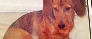 Annmaris tax dog efter veterinärbesök: "Jag har betalat för att de tog livet av min hund och jag får inte ens en ursäkt"