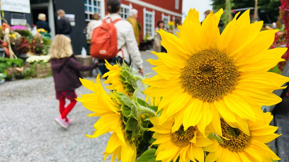 Under aptitrundan har gårdar, gårdsbutiker, restauranger och kaféer som erbjuder närodlad mat öppet runtom i Sörmland.