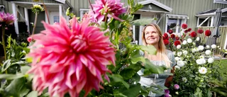 Sari i Hällby har dille på dahlior: "Man kan väl säga att det spårade lite"