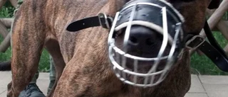 Bet flicka svårt - nu tvingas hunden bära munkorg