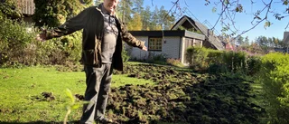 Vildsvin härjar bland villor – boende efterlyser ansvar: "Här ser ut som ett slagfält"