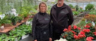Trots pandemin – plantskolan blomstrar