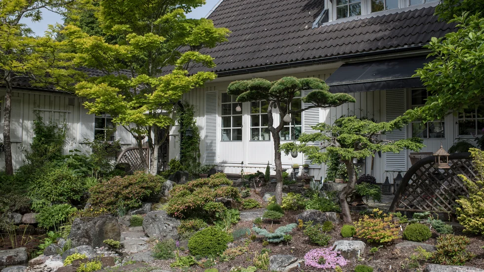 Framför altan i söderläge, stenparti med alpiner, vedartade växter till exempel Rhododendron’ och barrväxter. Stora trädet är en Acer shirasawanum `Aureum´. Klippta trädet i mitten är en lärk.