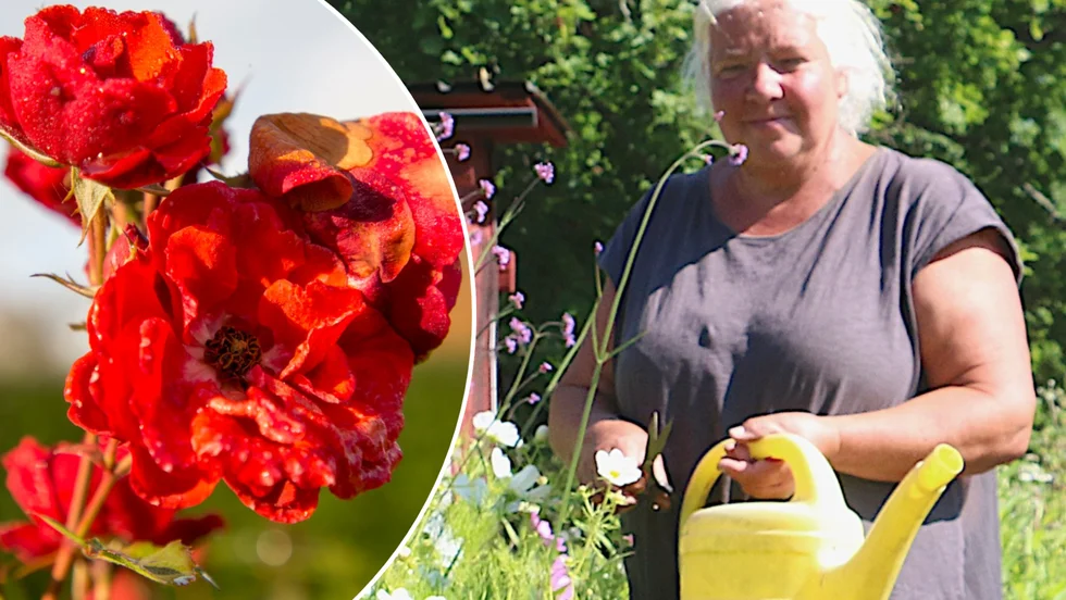   Lotta Rosander som är en av två bakom den idella och uppskattade Örtagården i Virserum är både förbaskad och uppgiven över att växter inte får vara i fred. Nu har två större rosenbuskar grävts upp.