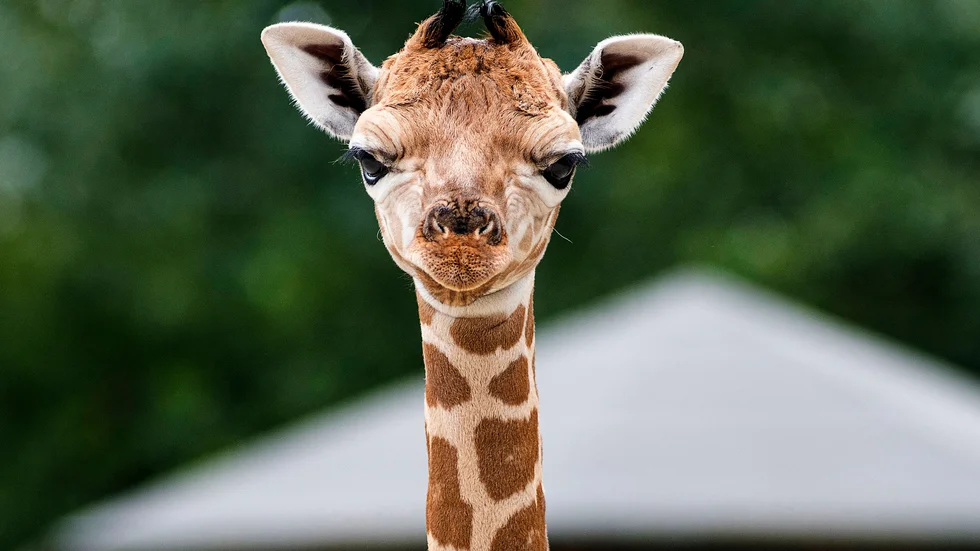 Det blir ingen giraff på bosafarit i Oxelösund.