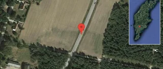 Hästar på vägen på väg 142
