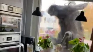 Här försöker älgen ta sig in genom fönstret.