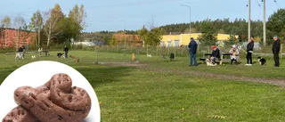 Bajs i hundrastgård upprör – hunddagiset: "Vi plockar efter alla"