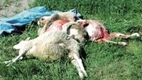 Fyra döda och tre svårt skadade får hittades i lördags i ett hägn bara några hundratal meter från den plats där Leif Antonsson från Västervik är helt säker på att han såg en varg i fredags. Här ses de fyra döda fåren som sargats svårt av den förmodade vargen. Foto: INGEMAR PETERSSON