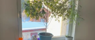 Arvidsjaurbo hade haschplantor i sin lägenhet
