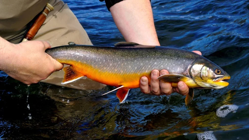 Rödingen trivs i iskallt vatten. Varmare vatten och allt mer grönskande fjäll missgynnar fisken. (Arkivbild)
