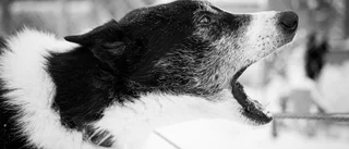 Vanligt med ovanliga hundnamn i Norrbotten