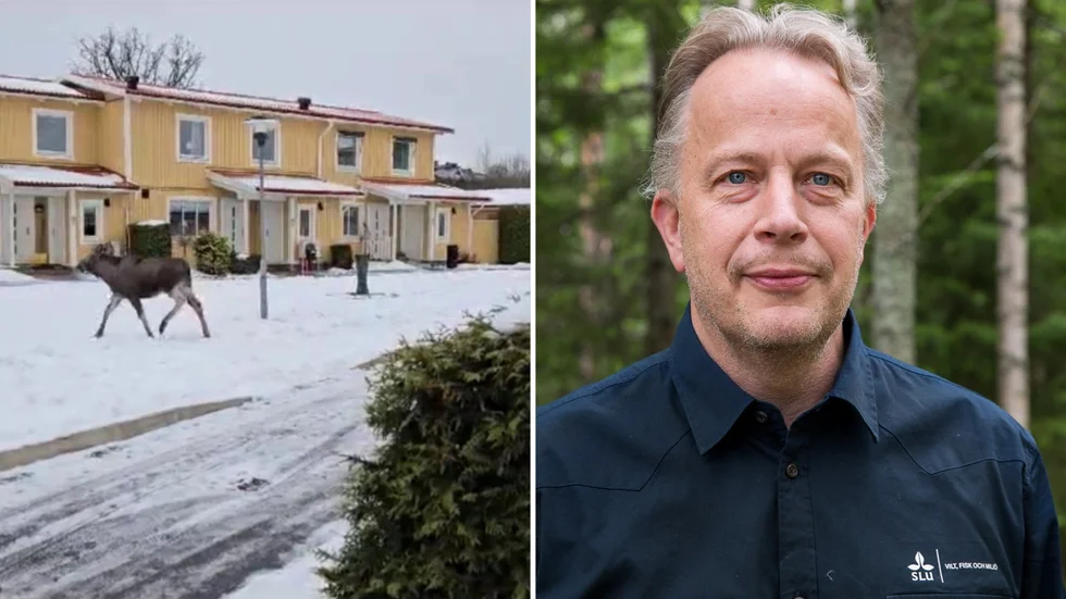 Älgforskaren Göran Ericsson på Sveriges Lantbruksuniversitet har bred kunskap om älgens beteende. "Om du möter en älg är det bra att ha medvind i ryggen, då kommer älgen känna lukt och ljud av dig. Men om det är motvind får den inga ledtrådar om vad en ser. Om älgen börjar gå emot dig är anledningen att den vill ha ledtrådar om ljud och lukt."