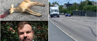 Hårt trafiktryck mitt i Trosa – streetrace och påkört rådjurskid