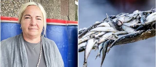 Skulle locka yngre att äta surströmming: "Skickade ut 300 lådor"
