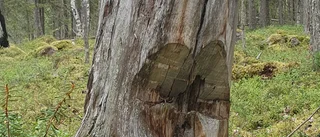 Läsarbilden: En stubbe med historia