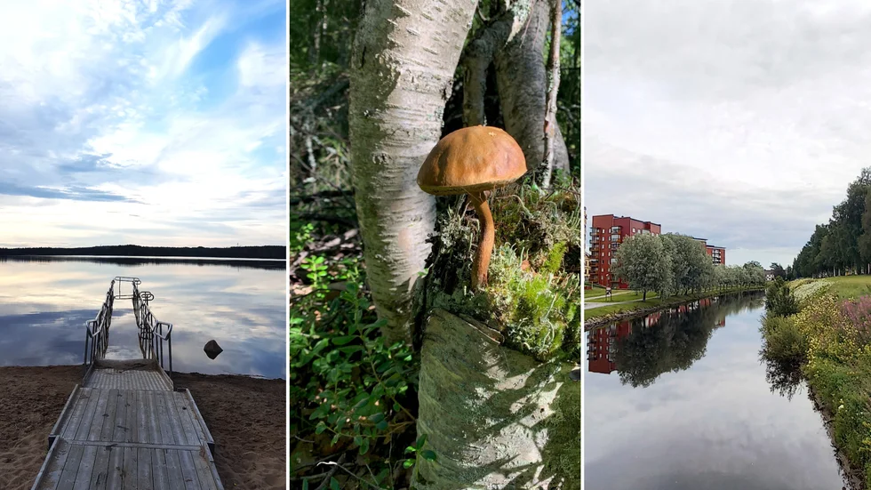 Varsågod. Här har vi samlat tre läsarbilder och gjort ett fotokollage. 1.Bjumisträsk, Kalix, foto: Inger Åström, 2. Germandön i Luleå skärgård, foto: B-A Lindberg och Bodån i Boden, foto: Anki Flygare-Nilsson.