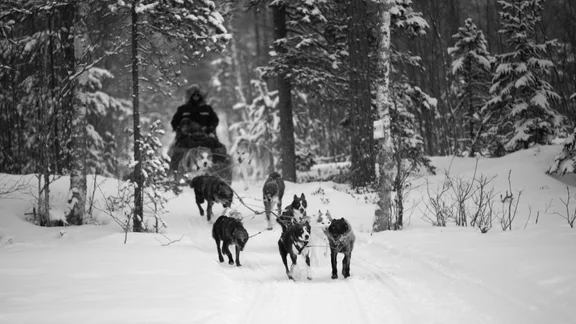 Deras slädhundar sätter Tranuträsk på kartan