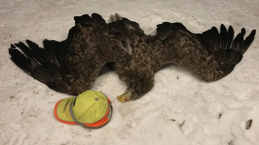 En stor örn har hittats påkörd på E22, precis norr om gränsen mot Västervik. Eftersöksjägaren Sören Kjellgren la sin keps bredvid örnen för att visa hur stor den är.