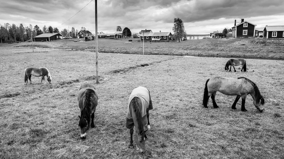 "Vi måste helt enkelt skärpa oss. Och ha tålamod tills hästarna ställt sig i ett fint mönster av egen kraft", skriver Gert Frost.   