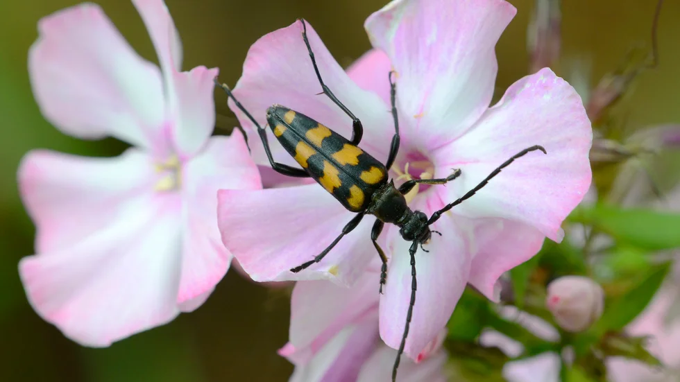 Byrbandad blombock.