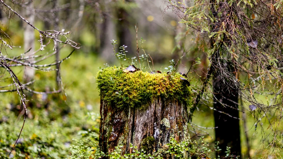 Skog länsstyrelsen hitta skyddbar skog gammal skog natur naturreservat skyddad rödlistad Fredrik och nils