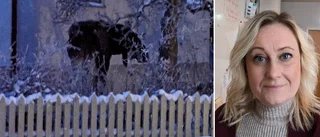 Snopptorpsälgen närmar sig stan – Anna, 54, såg älgen på Söder