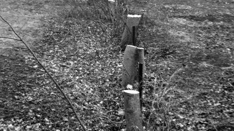 Inget brott? Fallet med de fällda träden i Burgsvik har tagit en ny vändning.Foto: Urban Hedin