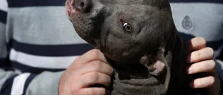 Hund sköt husse i USA – "tassen fastnade"