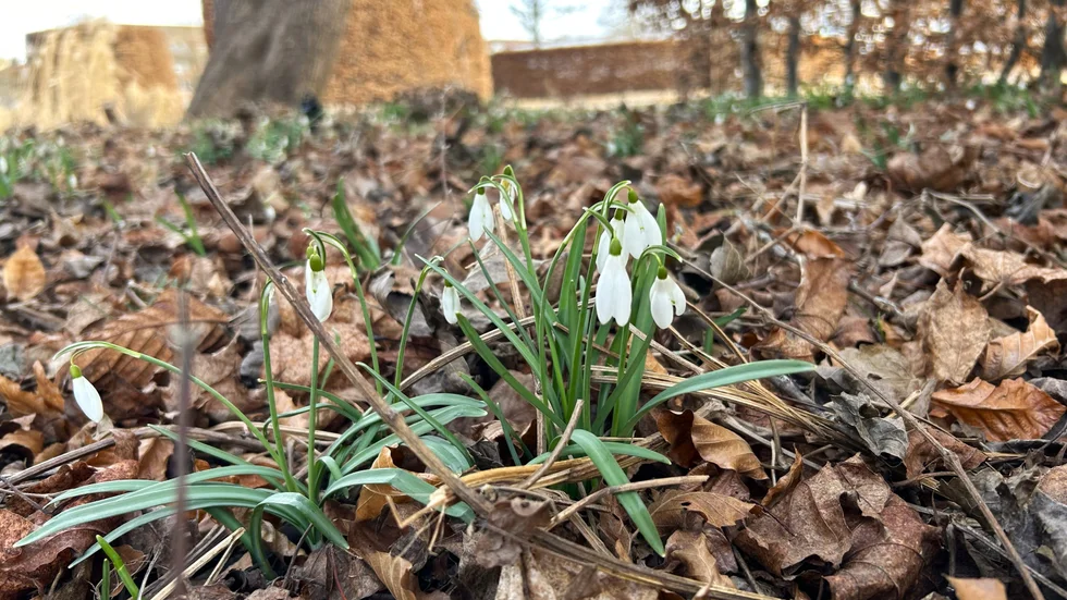 Snödroppar i Skolparken i Enköping.