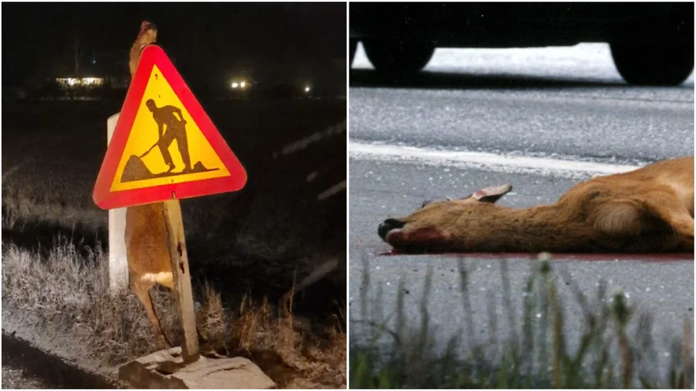 "Jag mår illa. Stackars djur", var Madelene Anderssons reaktion när hon såg rådjuret hänga på en skylt. 