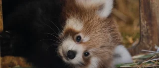 Röd pandaunge dog av fyrverkeristress