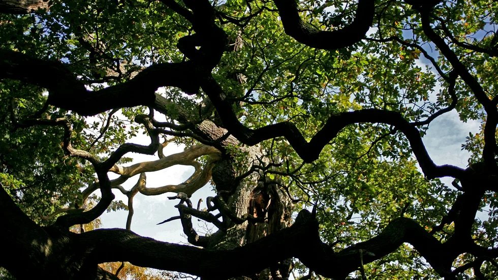 En ståtlig ek i den berömda Sherwoodskogen, där Robin Hood enligt legenden hade sin hemvist.