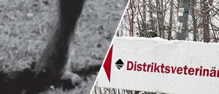 Tre döms för djurplågeri – flera hästar vanvårdade