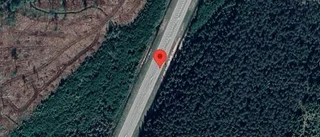 Varnar för hjortar på vägen på väg 56