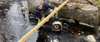 Unik observation i fisk-kameran: "Aldrig setts där förut"