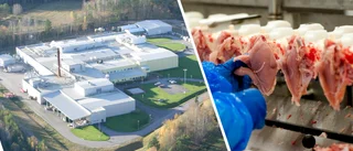 Kronfågel måste sluta grisa ner