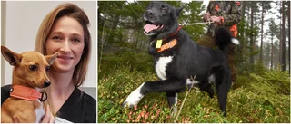 Veterinären: "Jakthunden kan få värmeslag i helgen"