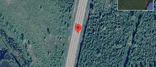 Älg på fel sida av viltstängslet på E4