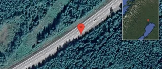 Vilt på vägen på E4