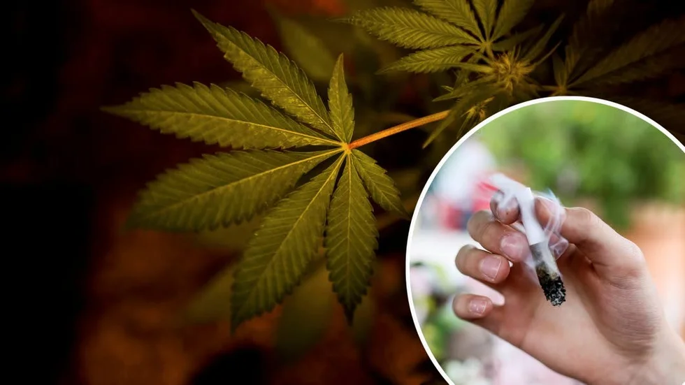 Nationella Cannabisnätverket håller konferens på Gotland i september.