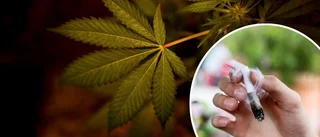 Stor konferens om cannabis till Gotland